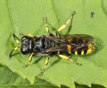 Gravehveps ectemnius ruficornis